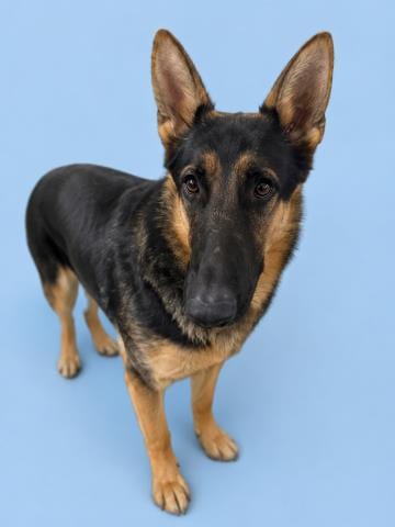 Photo of Havasu, adoptable German Shepherd Dog in HESPERIA, California