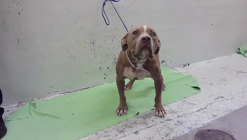 Photo of Priscilla, adoptable American Staffordshire Terrier mix in Houston, Texas