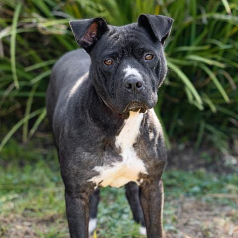 Photo of Maya, adoptable Pit Bull Terrier in Camarillo, California