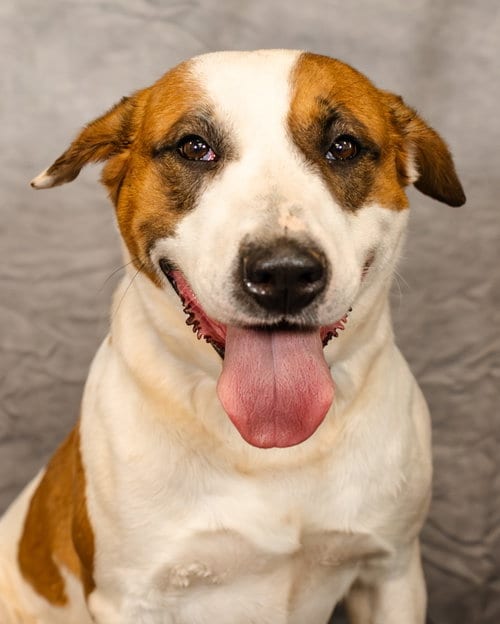 Photo of Marigold, adoptable American Pit Bull Terrier in Clinton, Oklahoma