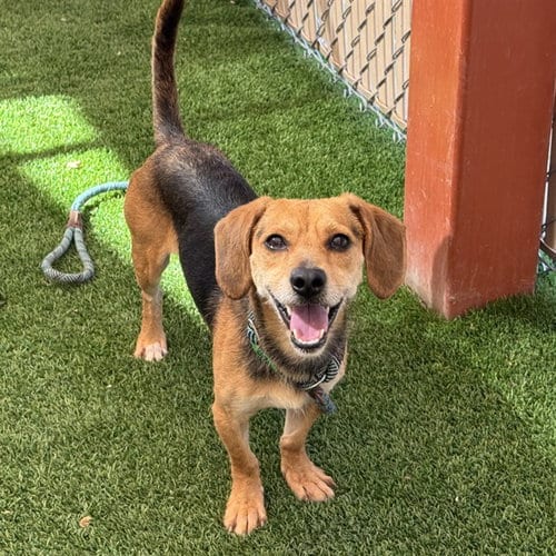Photo of Oscar, adoptable Beagle in Phoenix, Arizona