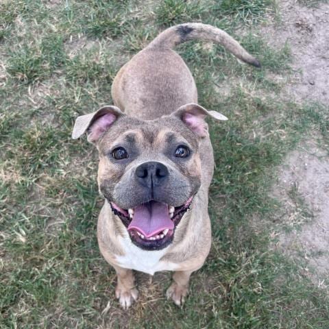 Photo of Fritzi, adoptable American Bulldog in Conroe, Texas