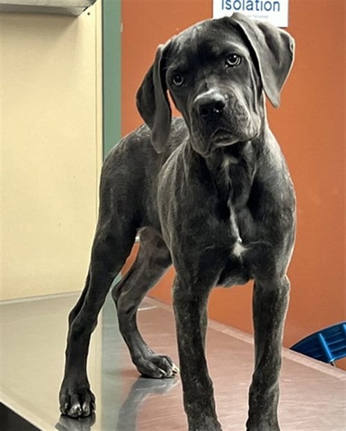 Photo of Unknown, adoptable Cane Corso Mastiff in Rancho Cucamonga, California