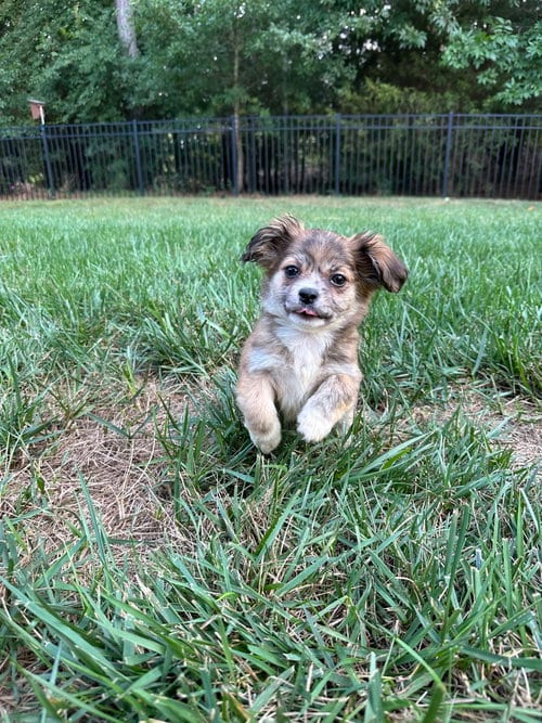 Photo of Milly, adoptable Terrier in Mooresville, North Carolina