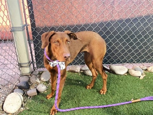 Photo of Brooklyn, adoptable Vizsla in Phoenix, Arizona