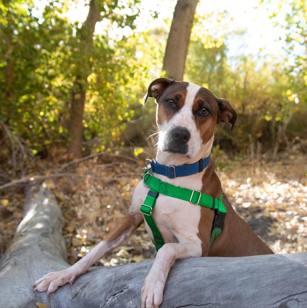 Photo of Maisy, adoptable Terrier, American Staffordshire in Kanab, Utah