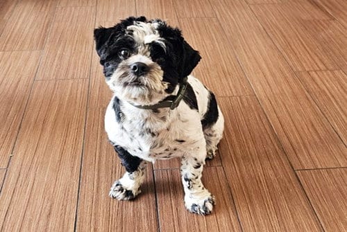 Photo of Malachi, adoptable Shih Tzu in Ft Lauderdale, Florida