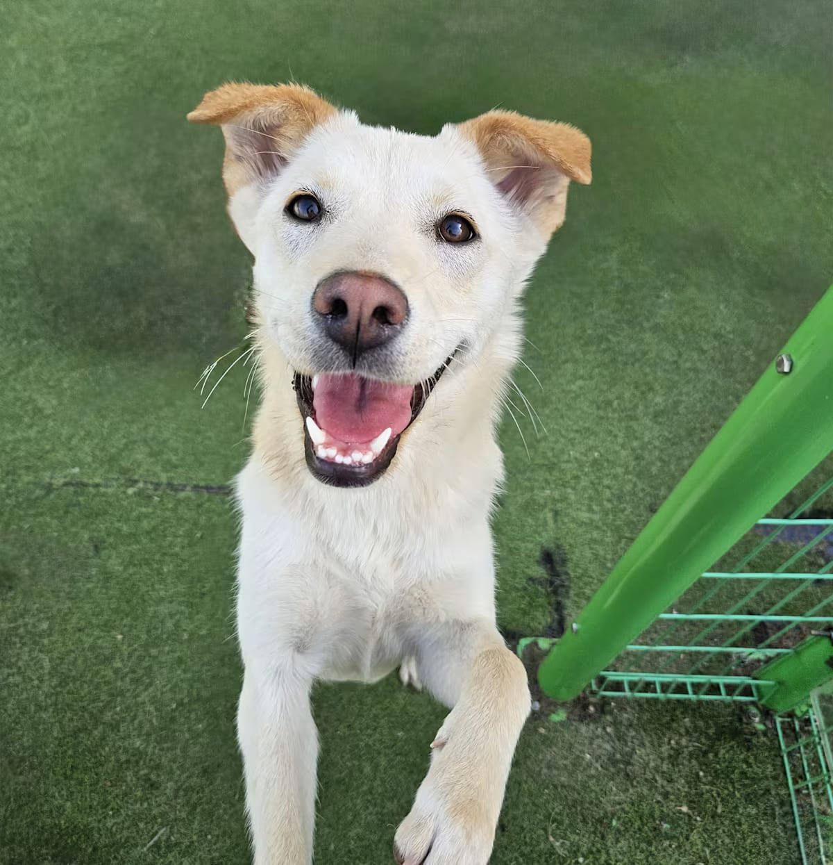 Photo of Mira, adoptable Jindo Mixed Breed (Medium) in Washington, District of Columbia