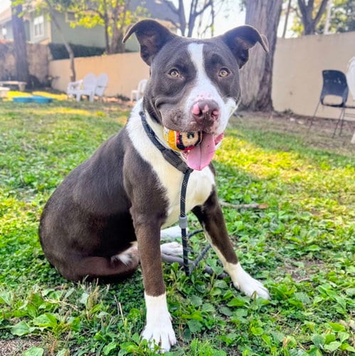 Photo of Falcao, adoptable American Pit Bull Terrier in Oakland, California