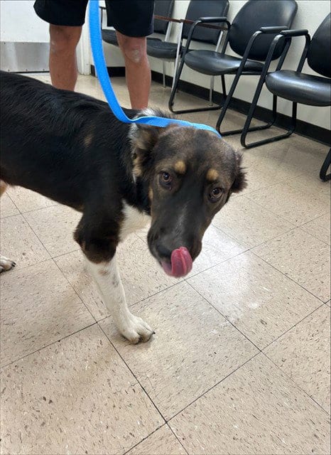 Photo of Kindle, adoptable German Shepherd Dog in Killeen, Texas