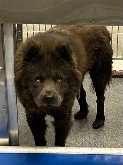 Photo of Stephen, adoptable Chow Chow in Dallas, Texas