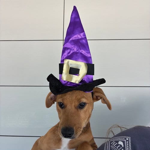 Photo of Ursula, adoptable Unknown breed in Rancho Santa Fe, California