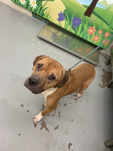 Photo of A116717, adoptable American Bulldog in Waco, Texas