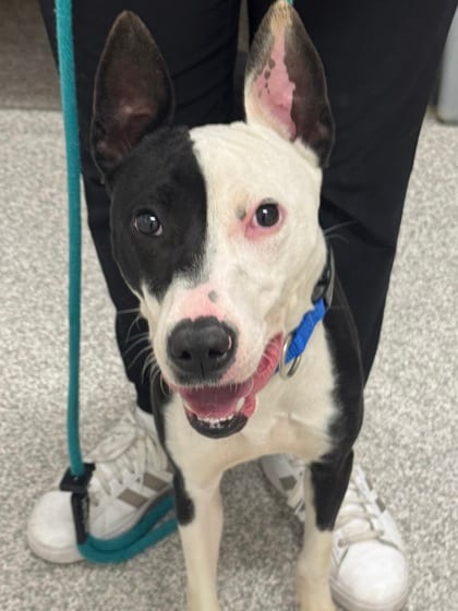 Photo of Parkour, adoptable dog in Baltimore, Maryland