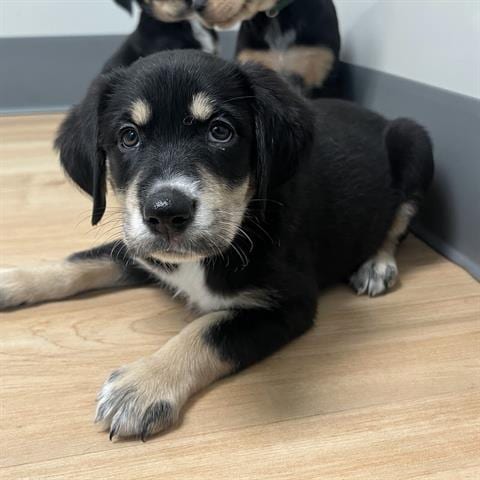 Photo of Mirabel, adoptable Golden Retriever in San Martin, California