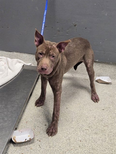 Photo of Moth, adoptable American Pit Bull Terrier in Tallahassee, Florida