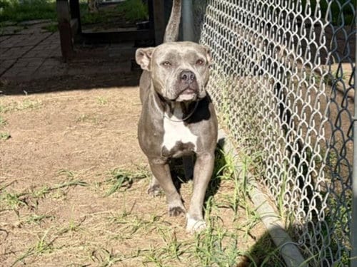 Photo of Dolly, adoptable Staffordshire Bull Terrier in Houston, Texas