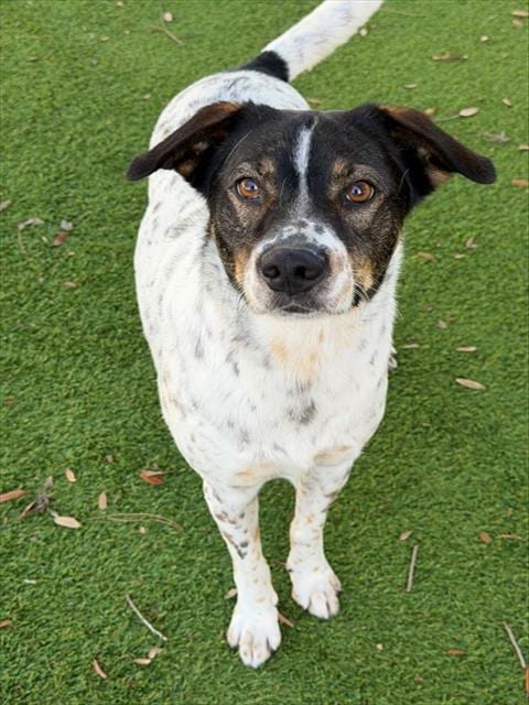 Photo of Oreo, adoptable Labrador Retriever in Fort Myers, Florida
