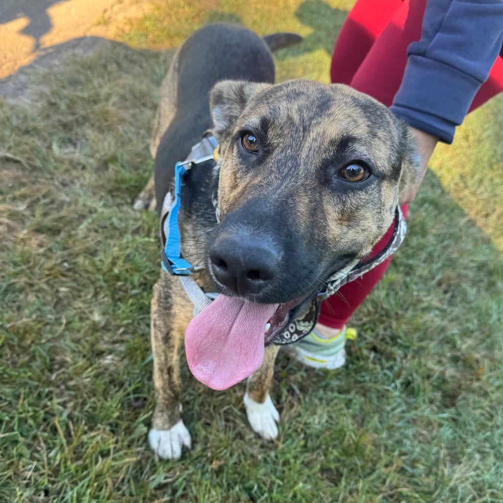 Photo of Teemo, adoptable Mixed Breed (Medium) in Winston-Salem, North Carolina