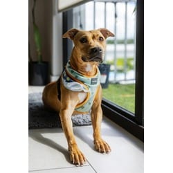 Photo of Molly, adoptable Terrier (Unknown Type, Medium) in Doral, Florida