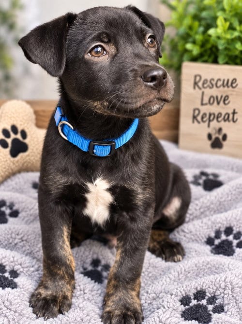 Photo of Uri, adoptable Terrier in Claremore, Oklahoma