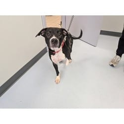 Photo of Holly, adoptable Mixed Breed (Medium) in Maumee, Ohio