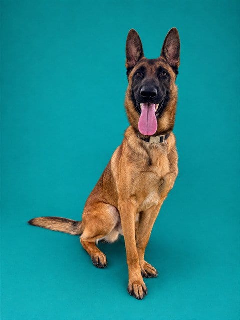 Photo of Ramon, adoptable Belgian Shepherd Malinois in Pearland, Texas