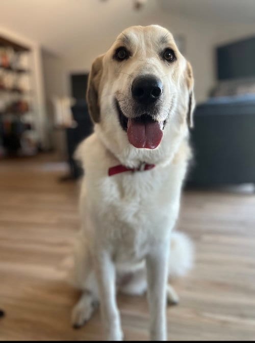 Photo of Jenny, adoptable Anatolian Shepherd in San Diego, California