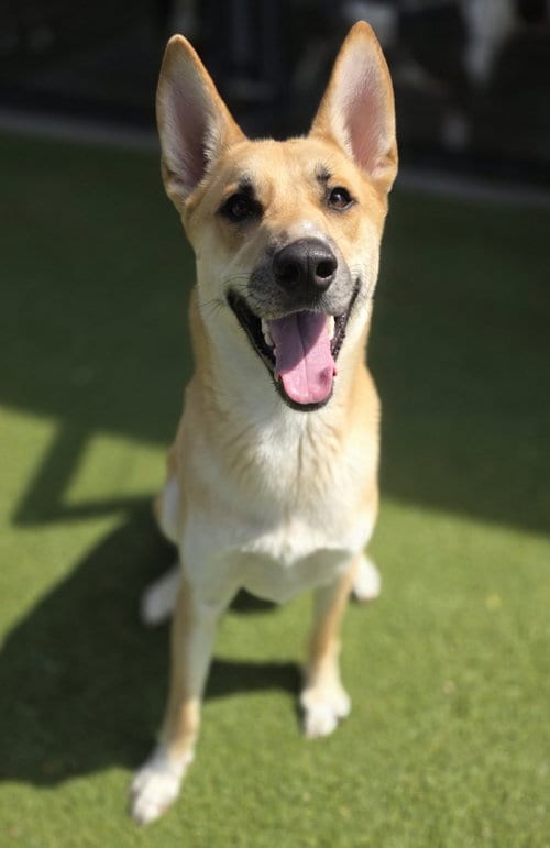 Photo of Ozzie, adoptable Siberian Husky in Little Elm, Texas