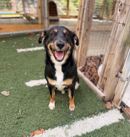 Photo of Taco, adoptable Australian Shepherd in Lovingston, Virginia