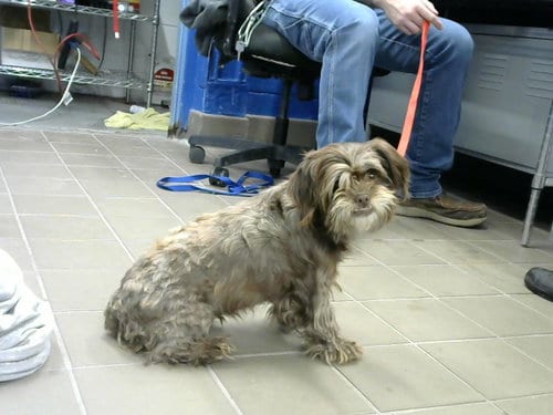 Photo of Ragamuffin, adoptable Shih Tzu in Albuquerque, New Mexico