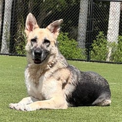 Photo of Willow 7252, adoptable German Shepherd Dog in Loxahatchee, Florida