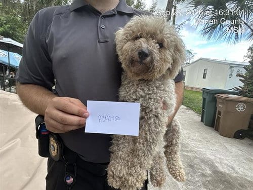 Photo of Savannah, adoptable Bichon Frise in Ocala, Florida