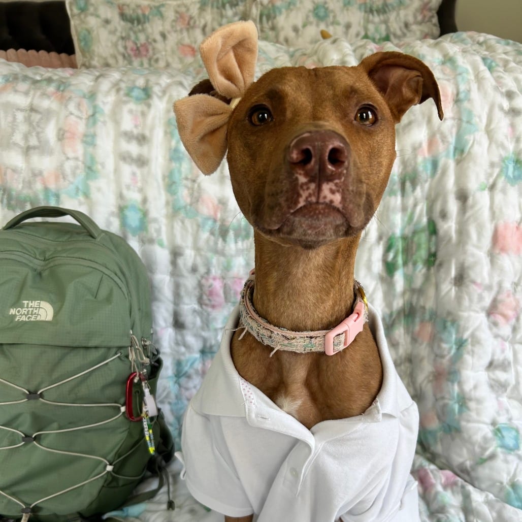 Photo of Cocoa, adoptable Terrier, American Pit Bull in Houston, Texas
