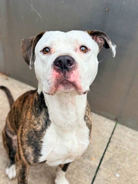 Photo of Harrods, adoptable American Bulldog in Chicago, Illinois