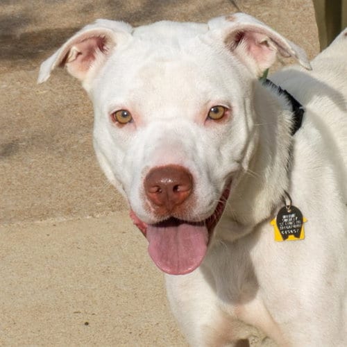 Photo of Wild Flower, adoptable Labrador Retriever in St Louis, Missouri