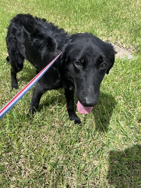 Photo of Cowboy, adoptable Flat-coated Retriever in Fort Myers, Florida