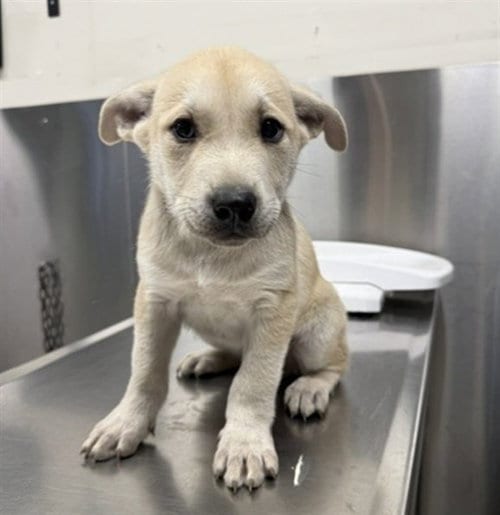Photo of Mickey, adoptable Labrador Retriever in Fairbanks, Alaska