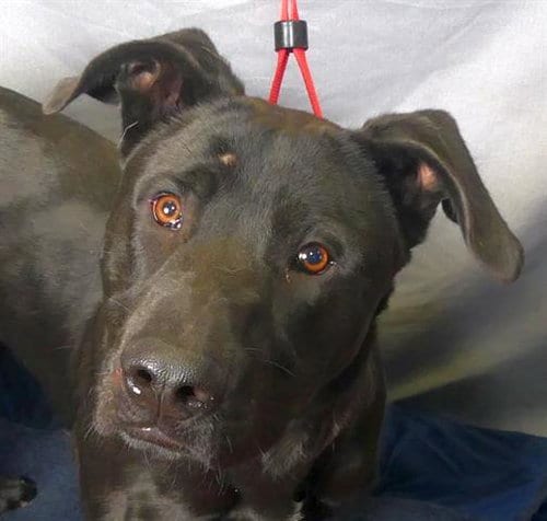 Photo of Wazowski, adoptable Labrador Retriever in Ukiah, California