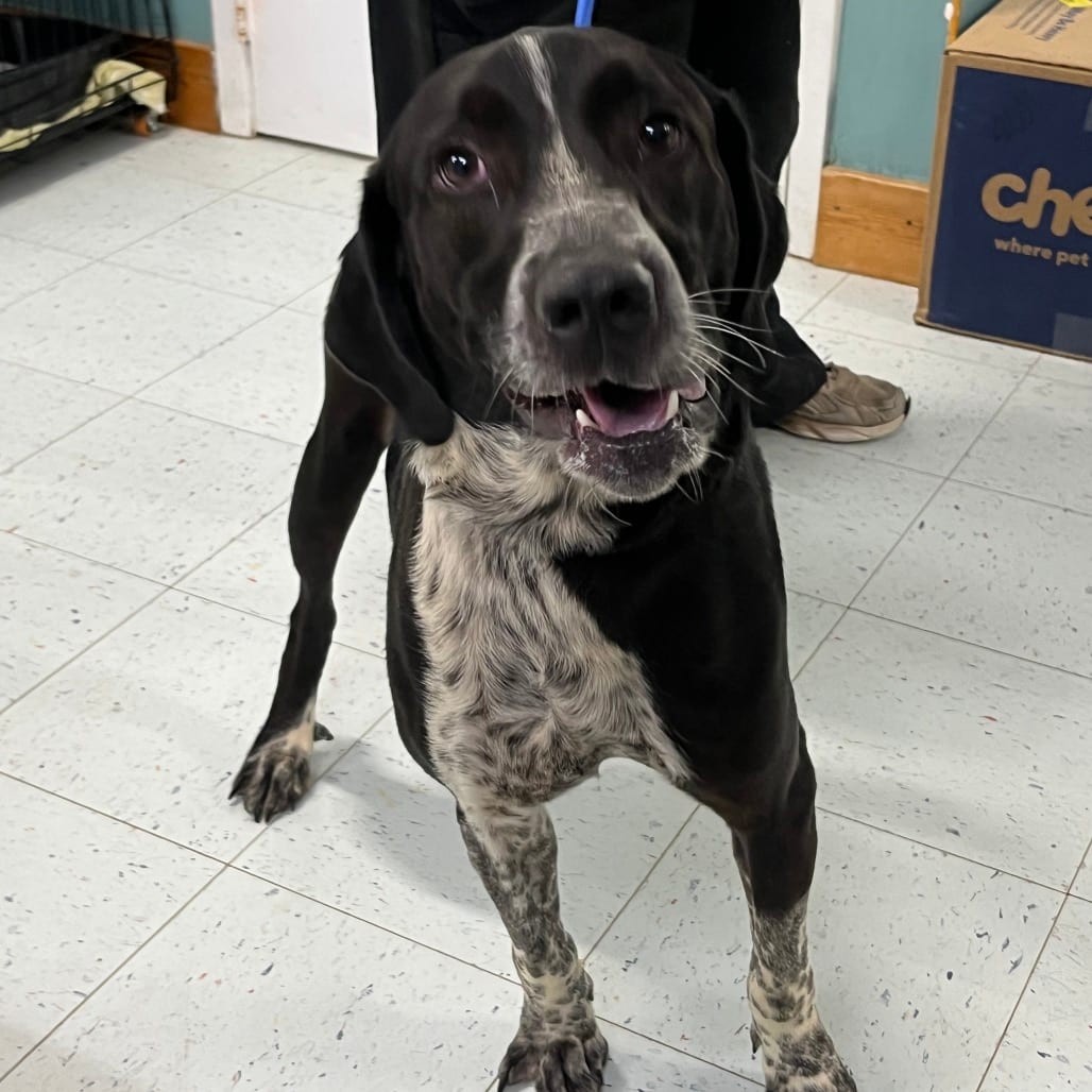 Photo of Sam, adoptable Hound / Mix