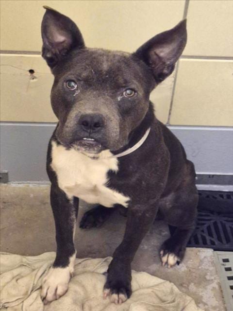 Photo of Miles, adoptable Staffordshire Bull Terrier in Houston, Texas