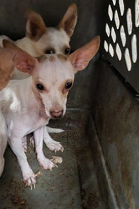 Photo of Kai, adoptable Chihuahua in Van Nuys, California