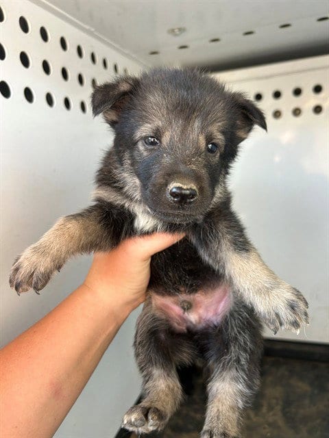 Photo of A170651, adoptable German Shepherd Dog in Bakersfield, California