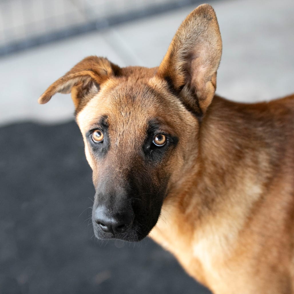 Photo of Scooby (S26-104), adoptable Shepherd, German / Mix in Colorado Springs, Colorado