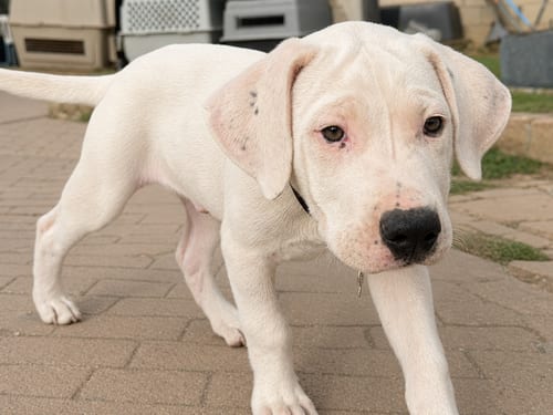 Photo of Zippy, adoptable Dogo Argentino in Inglewood, California