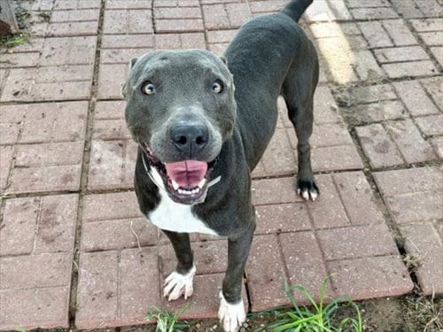 Photo of Taco, adoptable Staffordshire Bull Terrier in Houston, Texas