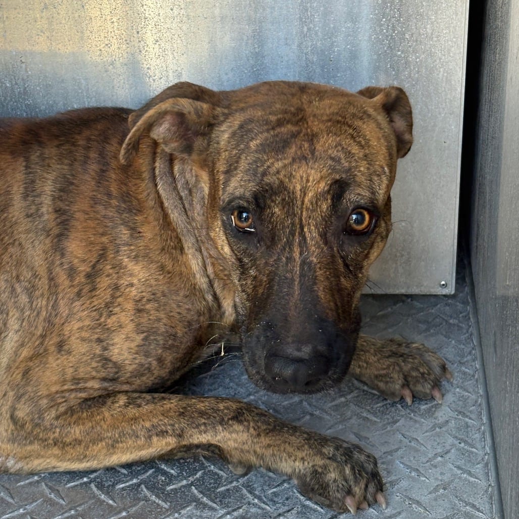 Photo of Raya, adoptable Hound, Plott in Brownsville, Texas