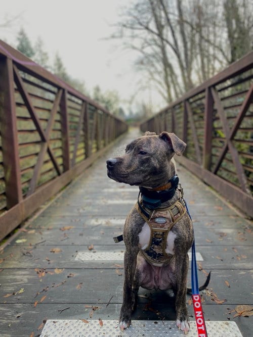 Photo of Zeus #18, adoptable Pit Bull Terrier in Chandler, Arizona