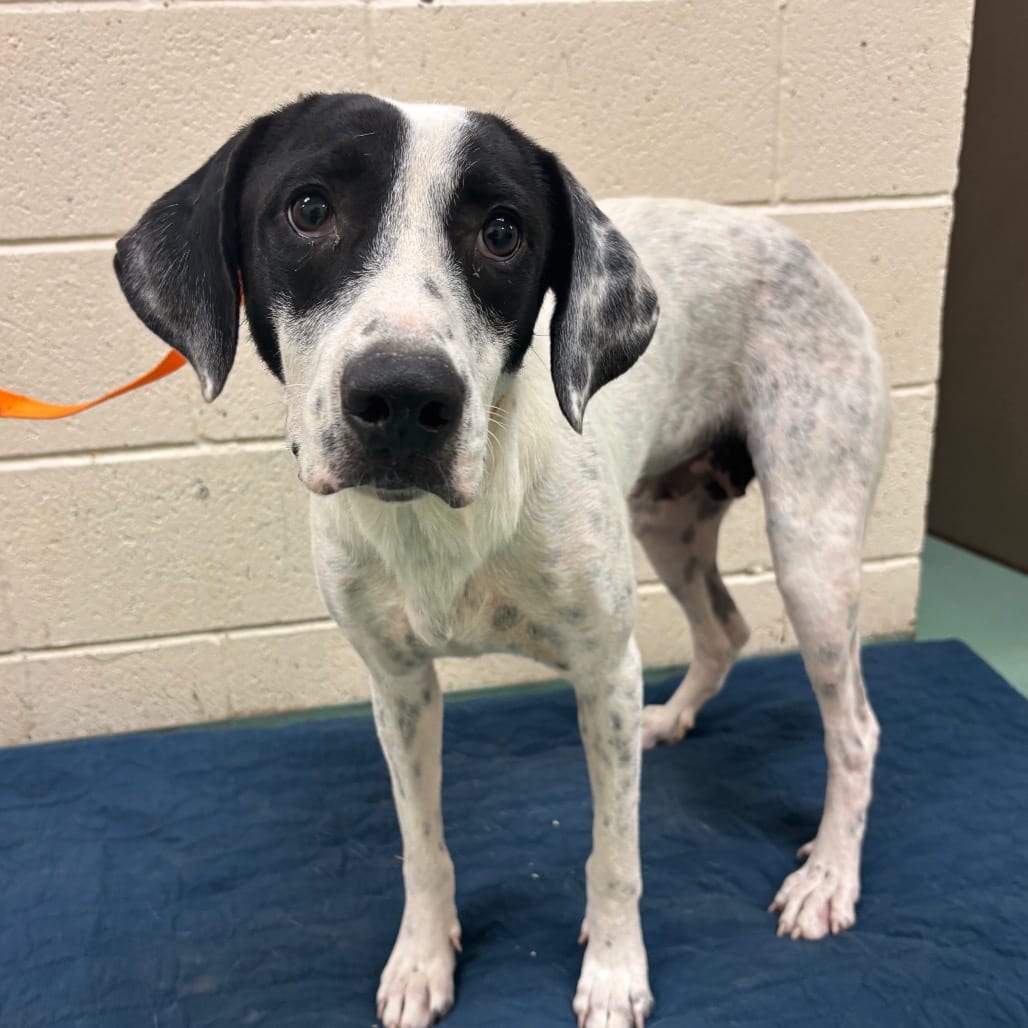 Photo of Droopy, adoptable dog