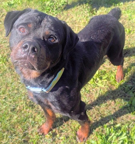 Photo of Spike, adoptable Rottweiler in Akron, Ohio